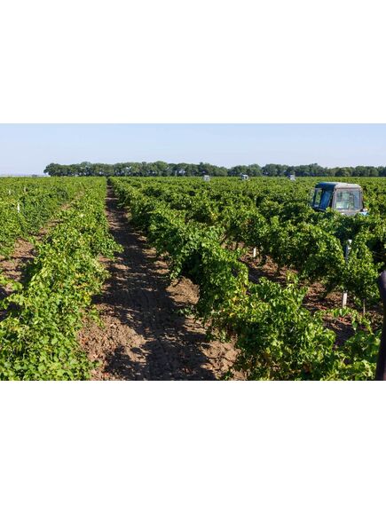 Sollegio Bianca​ Вино, столове напівсолодке біле, PICNIC Bag in Box 10 л, зображення 4